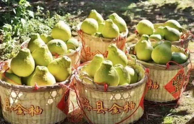 守護(hù)梅州柚金字招牌！30 家企業(yè)“亮劍”，承諾“不早摘、控品質(zhì)、強(qiáng)品牌”！